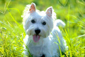 West highland white terrier - opis ras